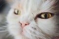 Nose of cat closeup. Feline nose macro. Royalty Free Stock Photo