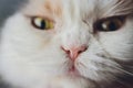 Nose of cat closeup. Feline nose macro. Royalty Free Stock Photo