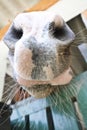 Nose Close Up Of Arabian Bay Horse Royalty Free Stock Photo