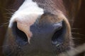 Nose of a cow