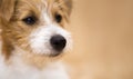 Nose of a cute jack russell pet dog