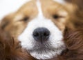 Nose of a cute sleeping jack russell dog puppy