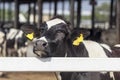 Nose of dairy cow