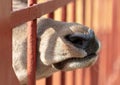 The nose of the deer behind the fence at the zoo Royalty Free Stock Photo