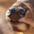 Nose deer in the park Royalty Free Stock Photo
