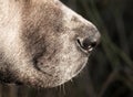 Nose of a dog. macro Royalty Free Stock Photo