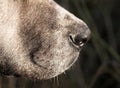 Nose of a dog. macro