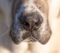 Nose of a dog. macro Royalty Free Stock Photo