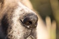 Nose of a dog. macro Royalty Free Stock Photo