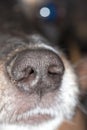 The nose of a dog. macro Royalty Free Stock Photo