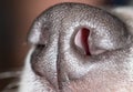 The nose of a dog. macro Royalty Free Stock Photo