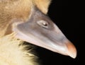 Nose duckling. close Royalty Free Stock Photo