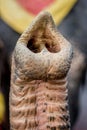 Nose of elephant