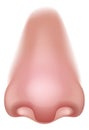 Nose Five Senses Human Body Part Sense Organ Icon Royalty Free Stock Photo