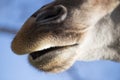 Nose of a giraffe against a blue sky Royalty Free Stock Photo