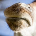 Nose of a giraffe against a blue sky Royalty Free Stock Photo