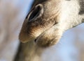 Nose of a giraffe against a blue sky Royalty Free Stock Photo