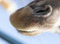 Nose of a giraffe against a blue sky Royalty Free Stock Photo