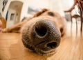 Nose of Golden Retriever Royalty Free Stock Photo