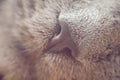 Nose gray cat macro with blurred background