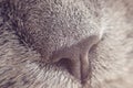 Nose gray cat macro with blurred background