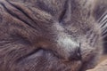 Nose gray cat macro with blurred background