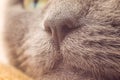 Nose gray cat macro with blurred background