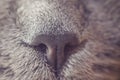 Nose gray cat macro with blurred background