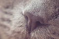 Nose gray cat macro with blurred background
