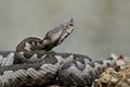 Nose-Horned Viper close-up Royalty Free Stock Photo