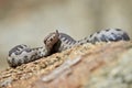 Nose-Horned Viper close-up Royalty Free Stock Photo