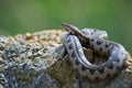 Nose-Horned Viper close-up Royalty Free Stock Photo