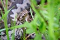 Nose-Horned Viper hiding in the grass