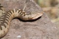 Nose horned viper large female