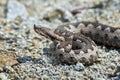 Nose-Horned Viper male in natural habitat