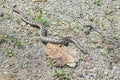 Nose-Horned Viper male in natural habitat