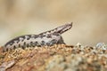 Nose-Horned Viper male in natural habitat