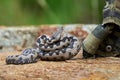 Nose-Horned Viper male preparing to strike