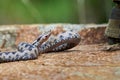 Nose-Horned Viper male preparing to strike