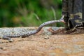 Nose-Horned Viper strike