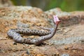 Nose-Horned Viper strike