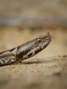 Nose-horned Viper - Vipera ammodytes also horned or long-nosed viper, nose-horned viper or sand viper, species found in southern