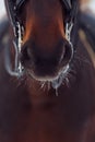 Close-up detail of brown horse, bridle, saddle. Winter, snow Royalty Free Stock Photo