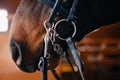 Close-up detail of brown horse, bridle, saddle. Winter, snow Royalty Free Stock Photo