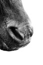 Nose of horse Royalty Free Stock Photo