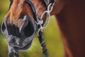 The nose of a horse in close-up, which is wearing a black bridle and a metal snaffle