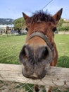 In the Nose of a Horse: Majestic Detail