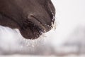 Nose of horse mustaches which are covered with snow and icicles Royalty Free Stock Photo