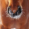 Nose of a horse in snow Royalty Free Stock Photo