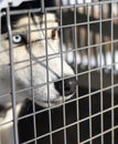 Nose of a husky dog sitting in a cage Royalty Free Stock Photo